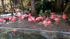 Pink flamingo in zoo