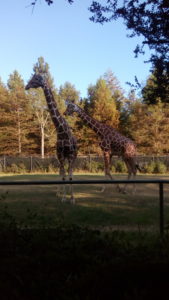 Audubon Zoo, New Orleans